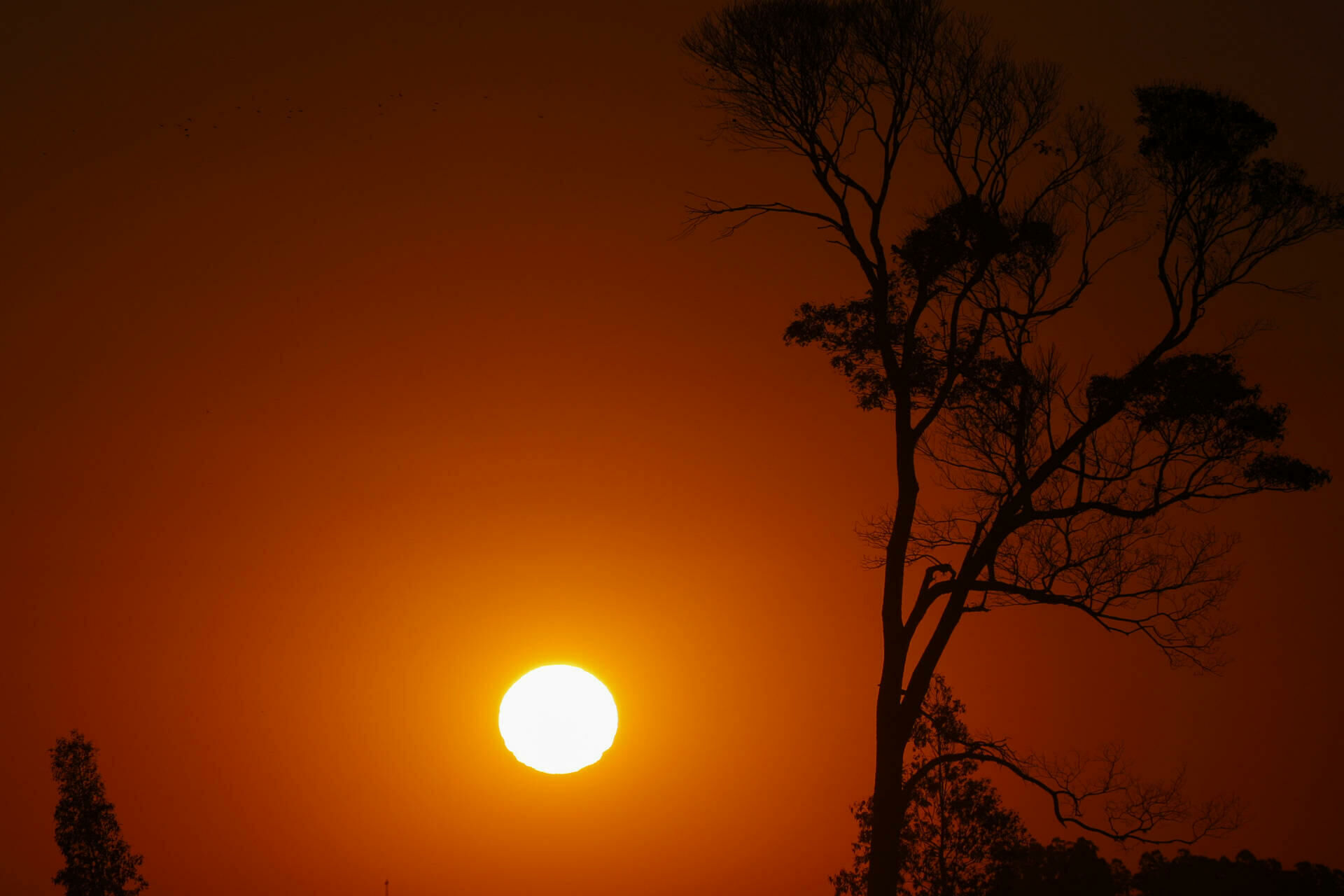 Imagem de compartilhamento para o artigo Apesar do calorão de 2024, Costa Rica está entre as cidades com menos dias de calor extremo em MS da MS Todo dia